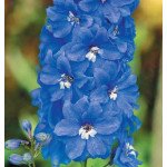 Дельфиниум Беладонна голубой /50 шт/ *Pan American*