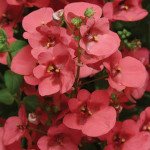 Диаския Диамант F1 коралловая роза /50 шт/ *Pan American*