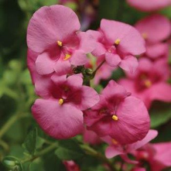 Диаския Диамант F1 лавандово-розовая /50 шт/ *Pan American*