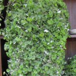 Дихондра Срібний фонтан /5 шт/ *Pan American*