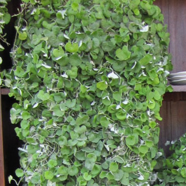 Насіння Дихондра Срібний фонтан /5 шт/ *Pan American*