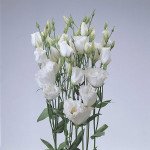 Эустома ABC F1 белая (white) /50 гранул/ *Pan American*