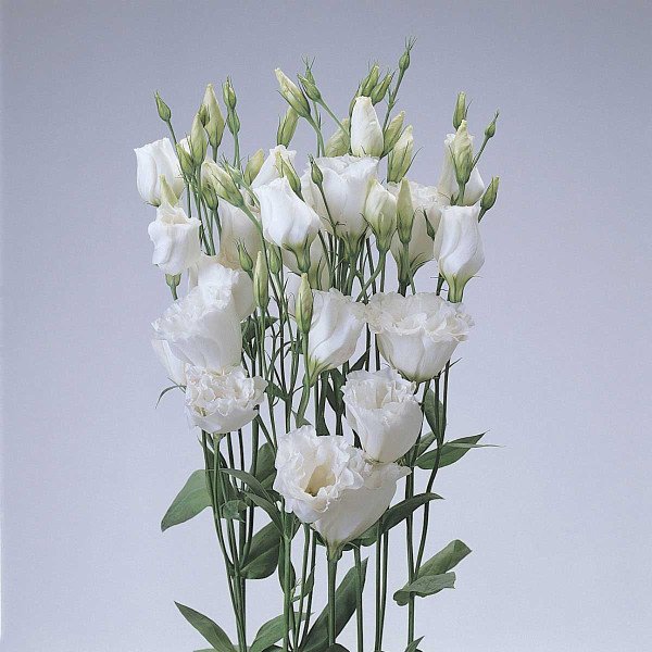 Семена эустоми ABC F1 белая (white) /50 гранул/ *Pan American*