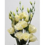 Еустома ABC F1 жовта (yellow) /50 гранул/ *Pan American*