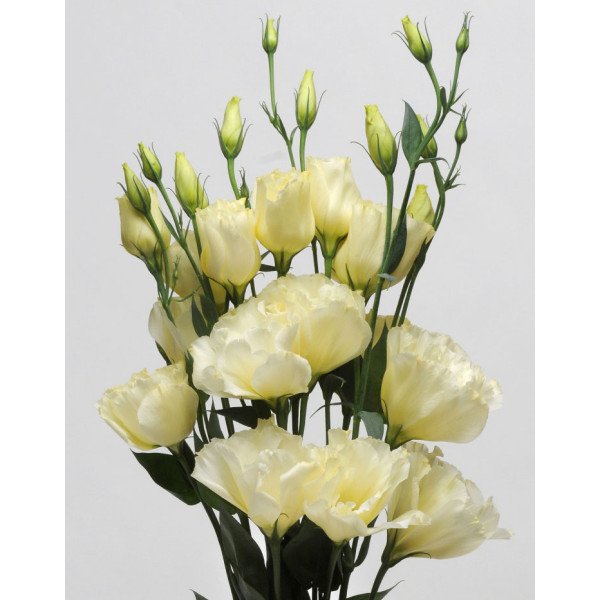 Семена эустоми ABC F1 желтая (yellow) /50 гранул/ *Pan American*