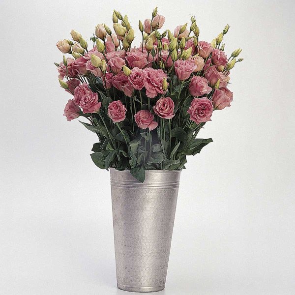 Семена эустоми ABC F1 розовая (rose) /50 гранул/ *Pan American*