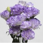 Еустома ABC F1 синій туман (misty blue) /50 гранул/ *Pan American*