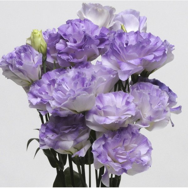 Семена эустоми ABC F1 синий туман (misty blue) /50 гранул/ *Pan American*