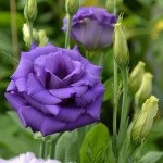 Еустома ABC F1 пурпурна (purple) /50 гранул/ *Pan American*