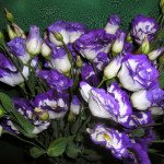 Еустома Лагуна F1 синій край /50 гранул/ *Pan American*