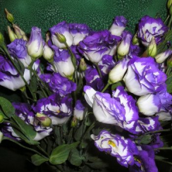 Эустома Лагуна F1 синий край /50 гранул/ *Pan American*