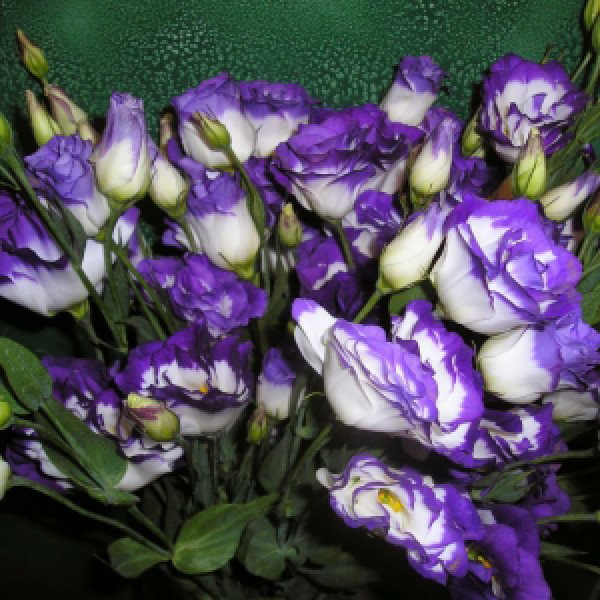 Семена эустоми Лагуна F1 синий край /50 гранул/ *Pan American*