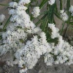 Кермек Айсберг /5 г/ *Hem Zaden*