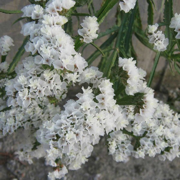 Семена кермека Айсберг /5 г/ *Hem Zaden*