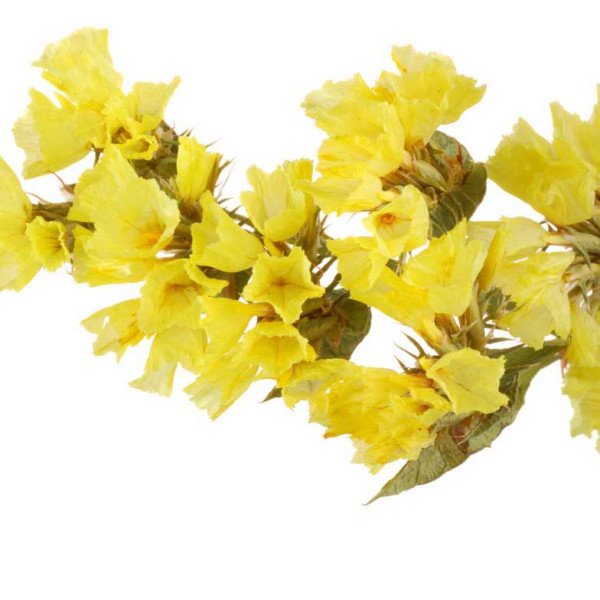 Насіння кермека Золотий Пісок /3 г/ *Hem Zaden*