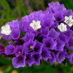 Кермек Фортеця пурпурный /50 шт/ *Pan American*