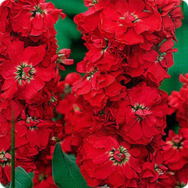 Семена маттиолы Винтаж красная /0,2 г/ *Pan American*