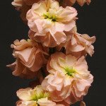 Маттиола Колумн абрикосовая /1 г/ *Pan American*