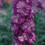 Маттиола Колумн чудесная синяя /1 г/ *Pan American*