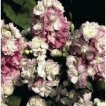 Маттиола Колумн яблоневый цвет /1 г/ *Pan American*