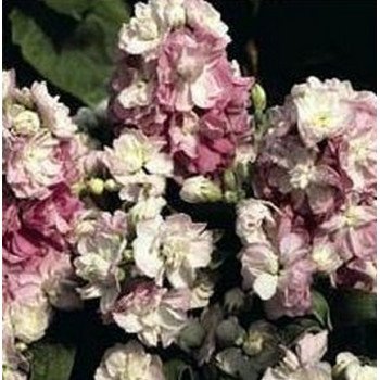 Маттиола Колумн яблоневый цвет /1 г/ *Pan American*