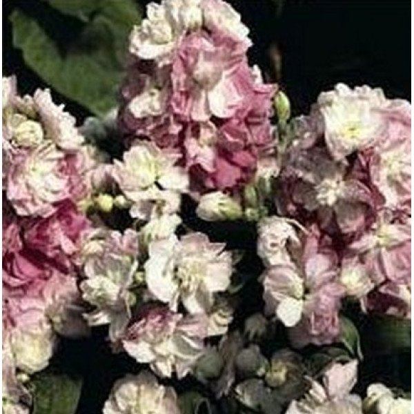 Насіння матіоли Колумн яблуневий цвіт /1 г/ *Pan American*