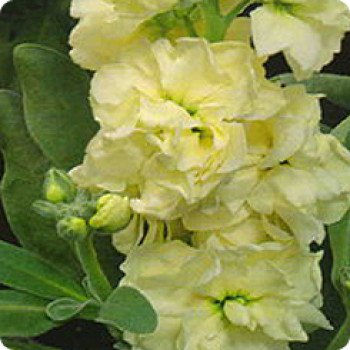 Маттиола Сахар и специи желтая /0,2 г/ *Pan American*