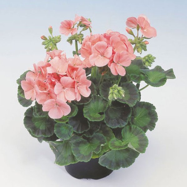 Насіння пеларгонії зональної Апачі F1 лососева /40 шт/ *Hem Genetics*