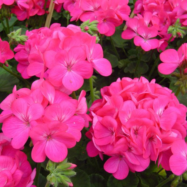 Насіння пеларгонії зональної Апачі F1 насичено-рожева /40 шт/ *Hem Genetics*