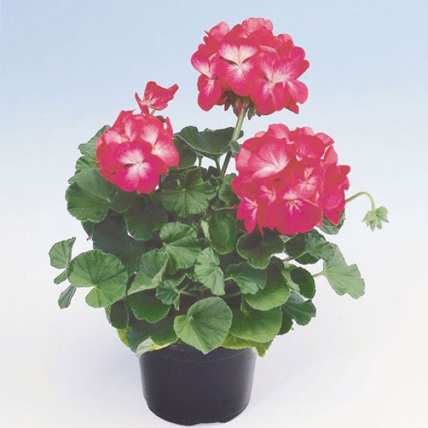 Насіння пеларгонії зональної Апачі F1 рожевий біколор /40 шт/ *Hem Genetics*
