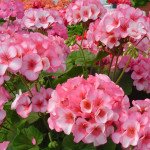 Пеларгонія Апачі F1 стар /40 шт/ *Hem Genetics*