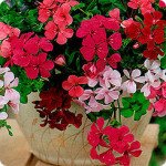 Пеларгония Летний Дождь смесь /10 шт/ *Pan American*