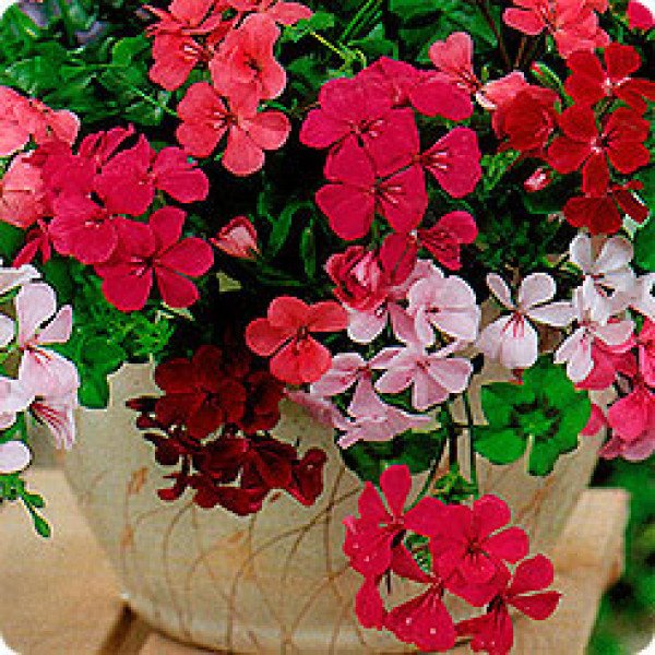 Насіння пеларгонії плющевидной Літній дощ суміш /10 шт/ *Pan American*