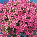 Петуния Вельвет Роуз Вейн F1 (rose vein) /50 насінин (драже)/ *Cerny*