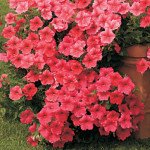 Петуния Вельвет Салмон Шейдз F1 (salmon shades) /50 семян (драже)/ *Cerny*