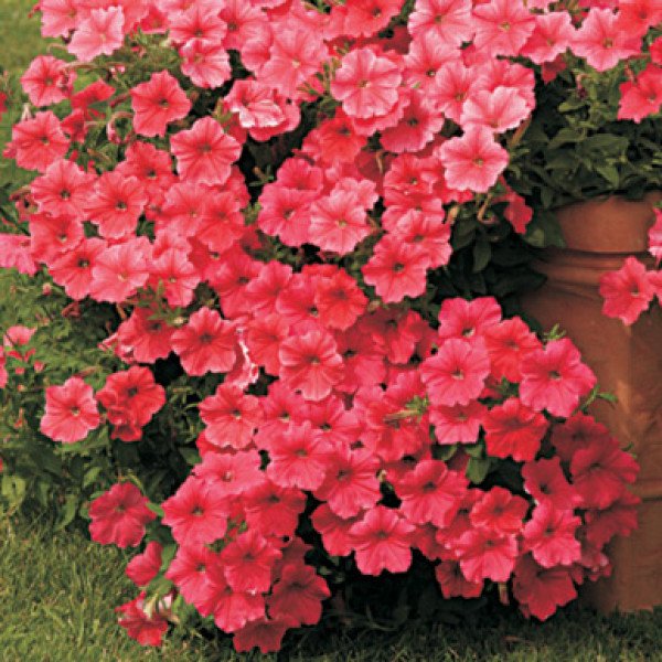 Семена петунии ампельной Вельвет Салмон Шейдз F1(salmon shades) /50 семян (драже)/ *Cerny*