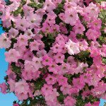 Петуния Даймонд F1 перли шейдз (pearly shades) /50 семян (драже)/ *Cerny*