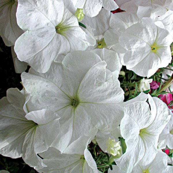 Насіння петунії каскадної Лавина F1 біла /50 гранул/ *Cerny*