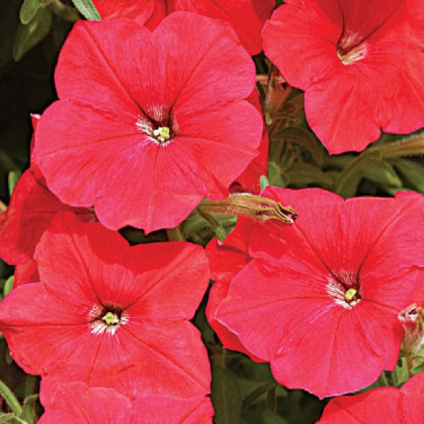 Насіння петунії каскадної Лавина F1 червона /50 гранул/ *Cerny*