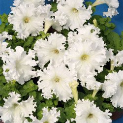 Петунія Афродіта F1 біла /50 гранул/ *Cerny*