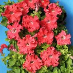 Петуния Афродита F1 лососевая /50 гранул/ *Cerny*