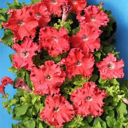 Петунія Афродіта F1 лососева /50 гранул/