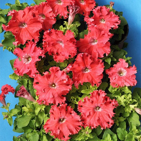 Насіння петунії грандіфлори Афродіта F1 лососева /50 гранул/ *Cerny*