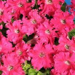 Петунія Афродіта F1 рожева /50 гранул/ *Cerny*