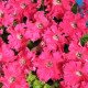 Петуния Афродита F1 розовая /50 гранул/ *Cerny*