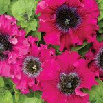 Петунія Бордова F1 /50 гранул/ *Cerny*