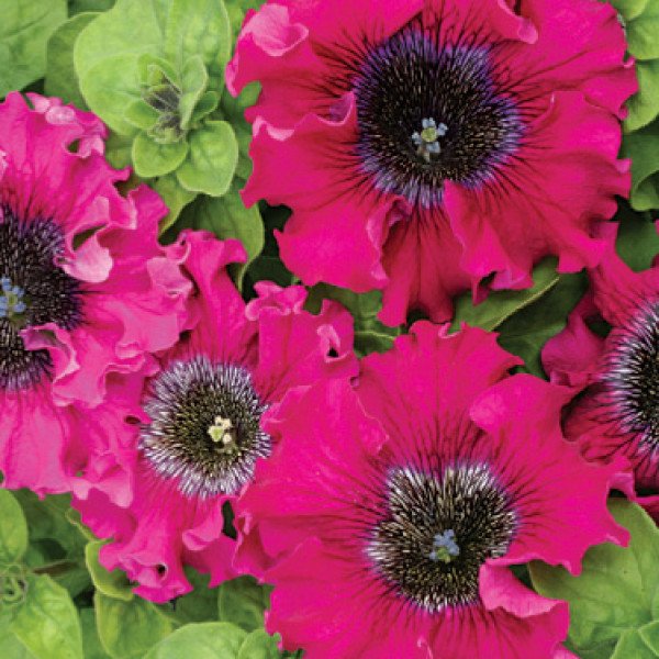 Насіння петунії грандіфлори Бордова F1 /50 гранул/ *Cerny*