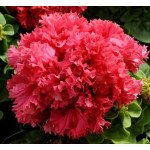 Петуния Валентина F1 /50 гранул/ *Pan American*