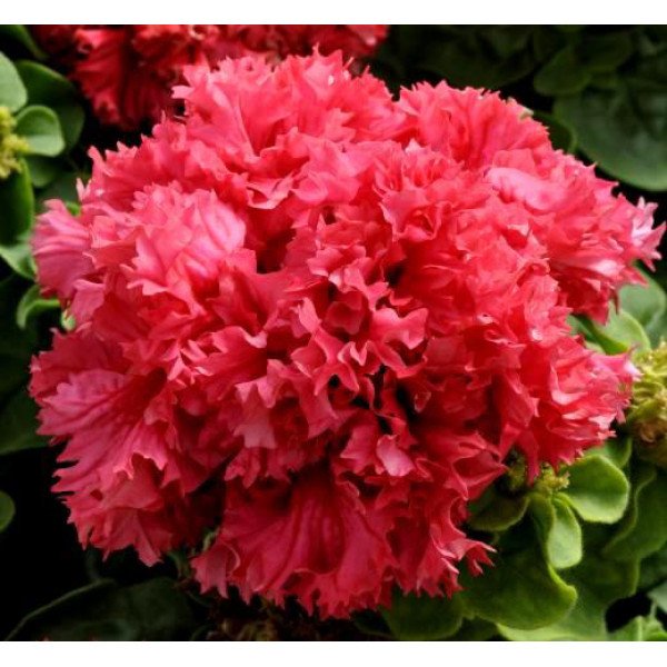 Насіння петунії грандіфлори Валентина F1 /50 гранул/ *Pan American*