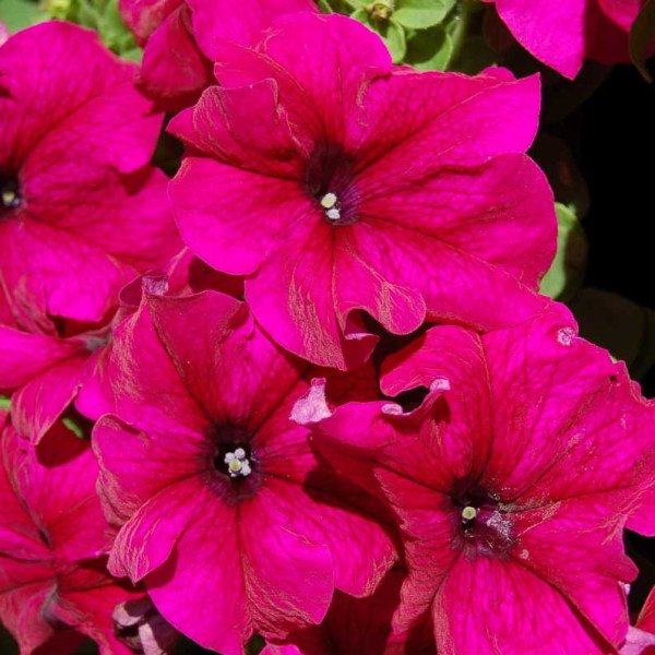 Семена петунии грандифлоры Лимбо F1 бургунди (burgundi) /50 семян/ *Hem Genetics*